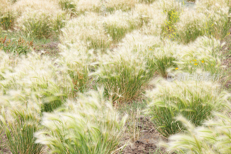 Hordeum jubatum松鼠尾束草